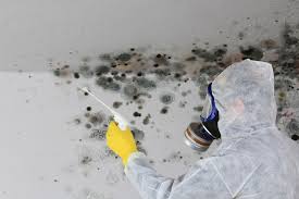 Best Mold Damage Restoration  in Cherry Creek, CO